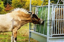 303574_pferderaufe-20181023-fw_07861